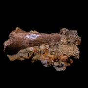 3.4" Raptor Fossil Tibia Bone In Matrix Cretaceous Dinosaur Lance Creek FM WY COA