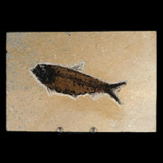 XL 4.5" Knightia Eocaena Fossil Fish Green River FM WY Eocene Age COA & Stand