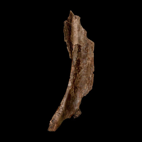 5.7" Dromaeosaurus Raptor Fossil Skull Bone Cretaceous Dinosaur Hell Creek MT COA Stand