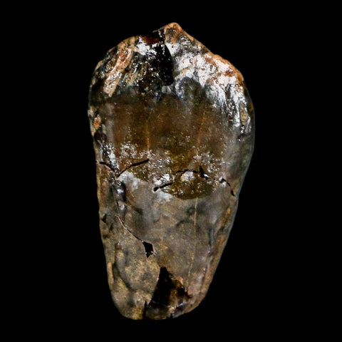 XL 1" Triceratops Fossil Tooth Hell Creek FM Cretaceous Dinosaur Montana COA Stand - Fossil Age Minerals