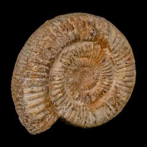 88MM Perisphinctes Ammonite Fossil Nautilus Madagascar Jurassic Age COA - Fossil Age Minerals