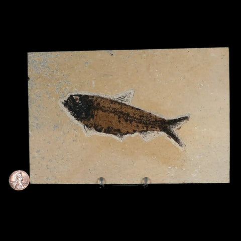 XL 4.5" Knightia Eocaena Fossil Fish Green River FM WY Eocene Age COA & Stand - Fossil Age Minerals
