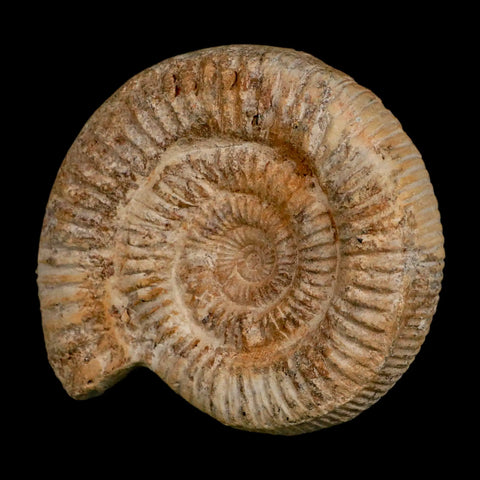 88MM Perisphinctes Ammonite Fossil Nautilus Madagascar Jurassic Age COA - Fossil Age Minerals