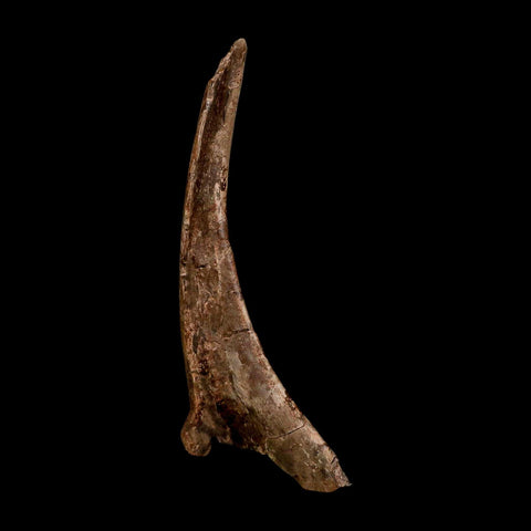 5.7" Dromaeosaurus Raptor Fossil Skull Bone Cretaceous Dinosaur Hell Creek MT COA Stand