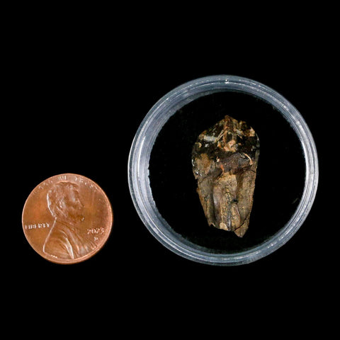 XL 1" Triceratops Fossil Tooth Hell Creek FM Cretaceous Dinosaur Montana COA Stand - Fossil Age Minerals