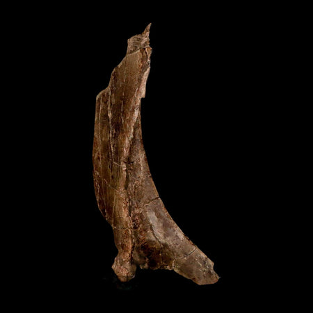 5.7" Dromaeosaurus Raptor Fossil Skull Bone Cretaceous Dinosaur Hell Creek MT COA Stand