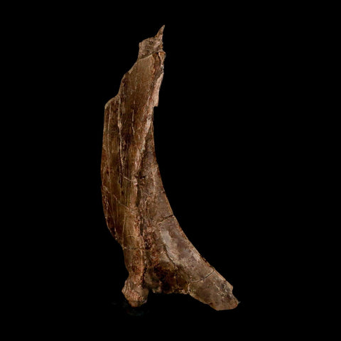 5.7" Dromaeosaurus Raptor Fossil Skull Bone Cretaceous Dinosaur Hell Creek MT COA Stand