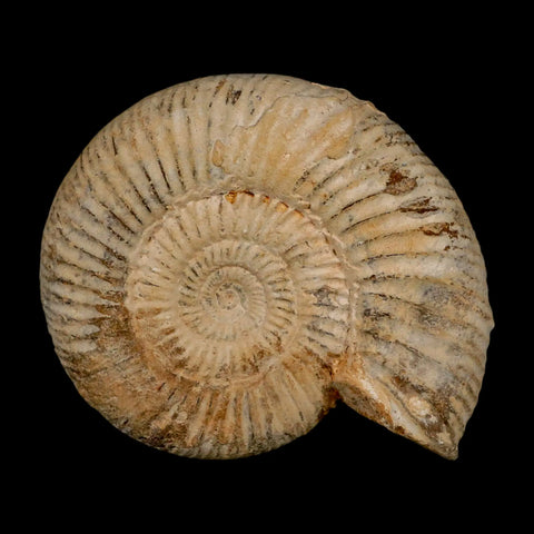 101MM Perisphinctes Ammonite Fossil Nautilus Madagascar Jurassic Age COA - Fossil Age Minerals