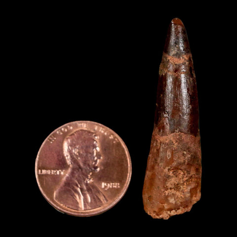 1.5" Spinosaurus Fossil Tooth 100 Million Years Old Cretaceous Dinosaur COA Stand