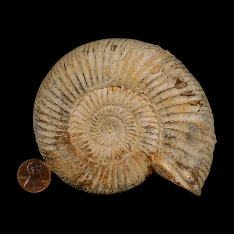 101MM Perisphinctes Ammonite Fossil Nautilus Madagascar Jurassic Age COA - Fossil Age Minerals