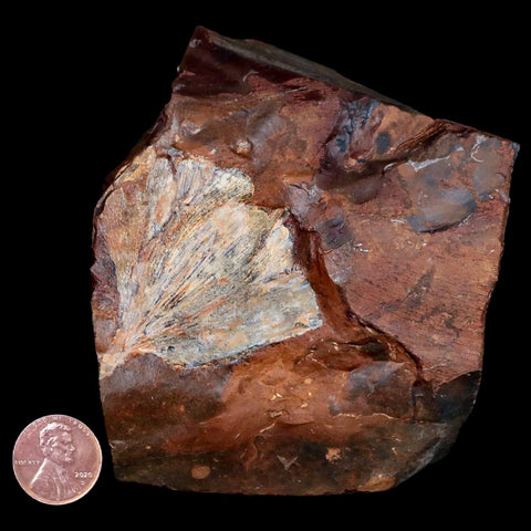 1.9" Detailed Ginkgo Cranei Fossil Plant Leaf Morton County, ND Paleocene Age COA - Fossil Age Minerals