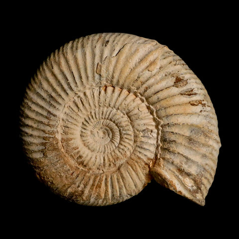 101MM Perisphinctes Ammonite Fossil Nautilus Madagascar Jurassic Age COA - Fossil Age Minerals