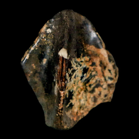 XL 0.8" Triceratops Fossil Crown Tooth Hell Creek FM Cretaceous Dinosaur MT COA - Fossil Age Minerals
