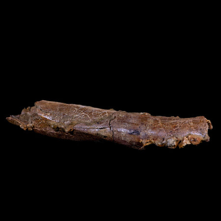 9.5" Raptor Fossil Tibia Bone In Matrix Cretaceous Dinosaur Lance Creek FM WY COA