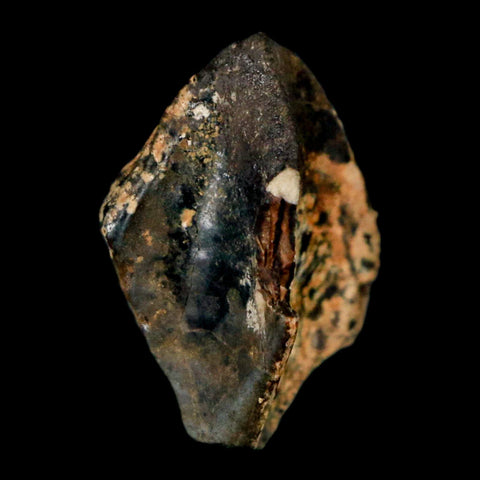 XL 0.8" Triceratops Fossil Crown Tooth Hell Creek FM Cretaceous Dinosaur MT COA - Fossil Age Minerals