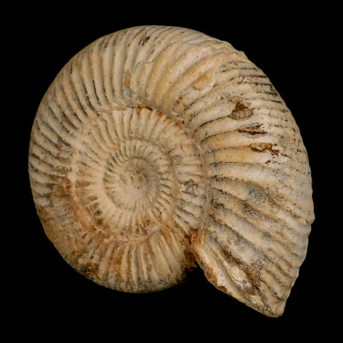 101MM Perisphinctes Ammonite Fossil Nautilus Madagascar Jurassic Age COA - Fossil Age Minerals