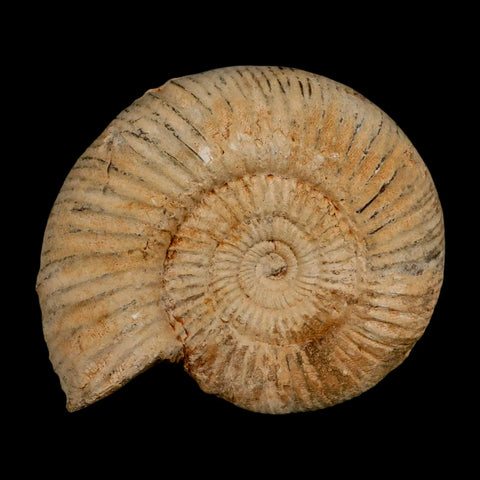 101MM Perisphinctes Ammonite Fossil Nautilus Madagascar Jurassic Age COA - Fossil Age Minerals