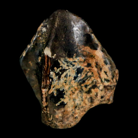 XL 0.8" Triceratops Fossil Crown Tooth Hell Creek FM Cretaceous Dinosaur MT COA