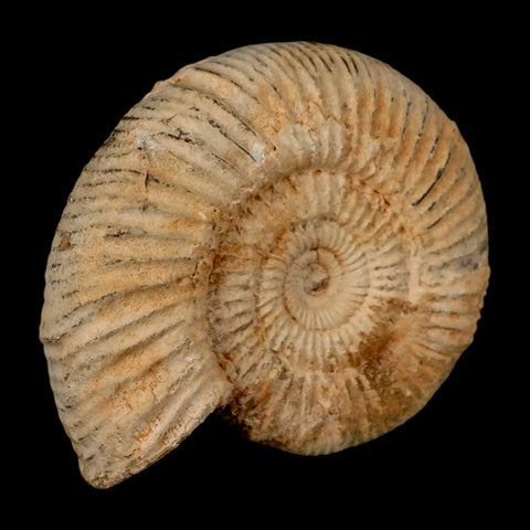 101MM Perisphinctes Ammonite Fossil Nautilus Madagascar Jurassic Age COA - Fossil Age Minerals