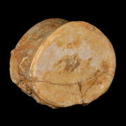 4" Plesiosaur Fossil Vertebrae Cretaceous Dinosaur Era Morocco Zarafasaura COA