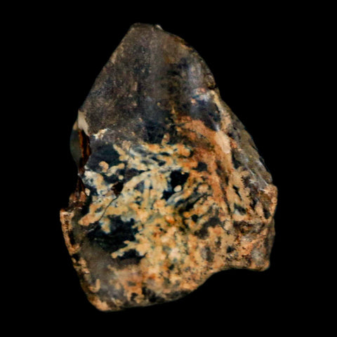 XL 0.8" Triceratops Fossil Crown Tooth Hell Creek FM Cretaceous Dinosaur MT COA - Fossil Age Minerals