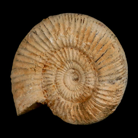 101MM Perisphinctes Ammonite Fossil Nautilus Madagascar Jurassic Age COA - Fossil Age Minerals