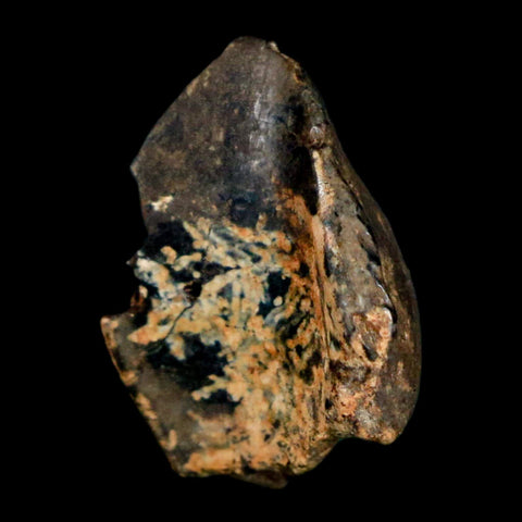 XL 0.8" Triceratops Fossil Crown Tooth Hell Creek FM Cretaceous Dinosaur MT COA - Fossil Age Minerals