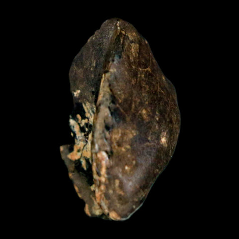 XL 0.8" Triceratops Fossil Crown Tooth Hell Creek FM Cretaceous Dinosaur MT COA - Fossil Age Minerals