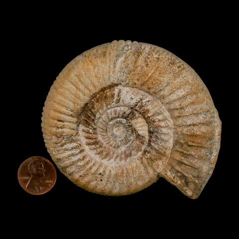 85MM Perisphinctes Ammonite Fossil Nautilus Madagascar Jurassic Age COA - Fossil Age Minerals