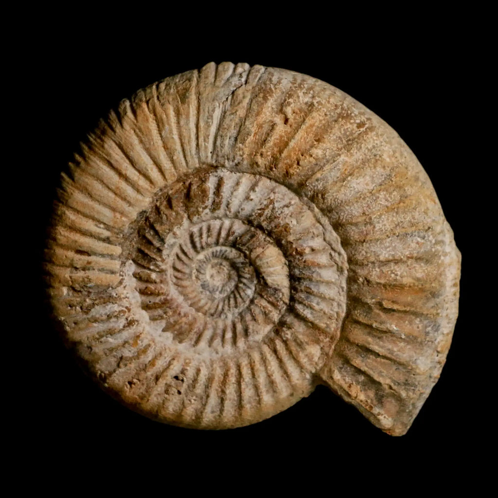 Ammonite Fossils for Sale – Rare Authentic