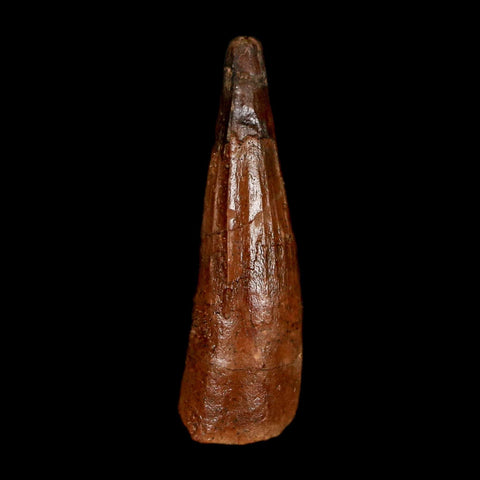 1.3" Spinosaurus Fossil Tooth 100 Million Years Old Cretaceous Dinosaur COA Stand