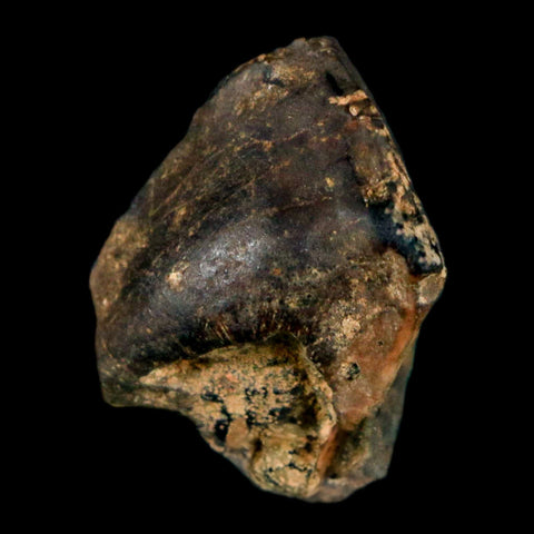 XL 0.8" Triceratops Fossil Crown Tooth Hell Creek FM Cretaceous Dinosaur MT COA - Fossil Age Minerals