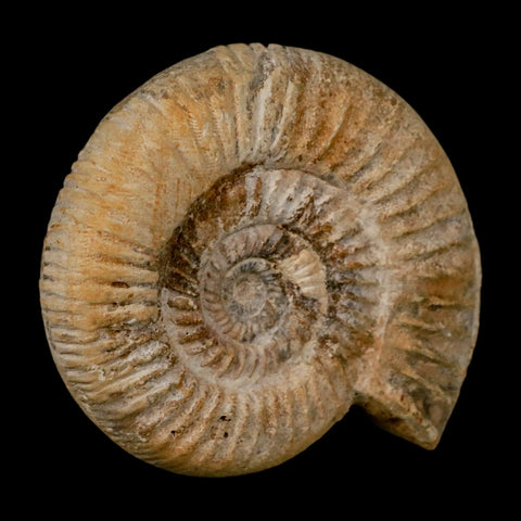85MM Perisphinctes Ammonite Fossil Nautilus Madagascar Jurassic Age COA - Fossil Age Minerals