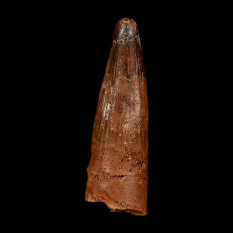 1.3" Spinosaurus Fossil Tooth 100 Million Years Old Cretaceous Dinosaur COA Stand