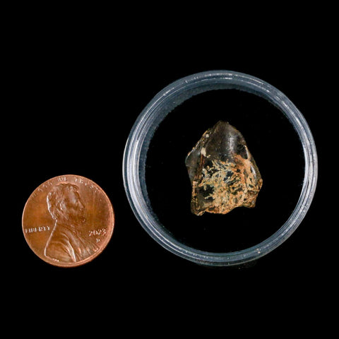 XL 0.8" Triceratops Fossil Crown Tooth Hell Creek FM Cretaceous Dinosaur MT COA - Fossil Age Minerals