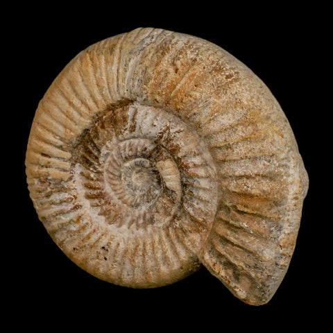 85MM Perisphinctes Ammonite Fossil Nautilus Madagascar Jurassic Age COA - Fossil Age Minerals