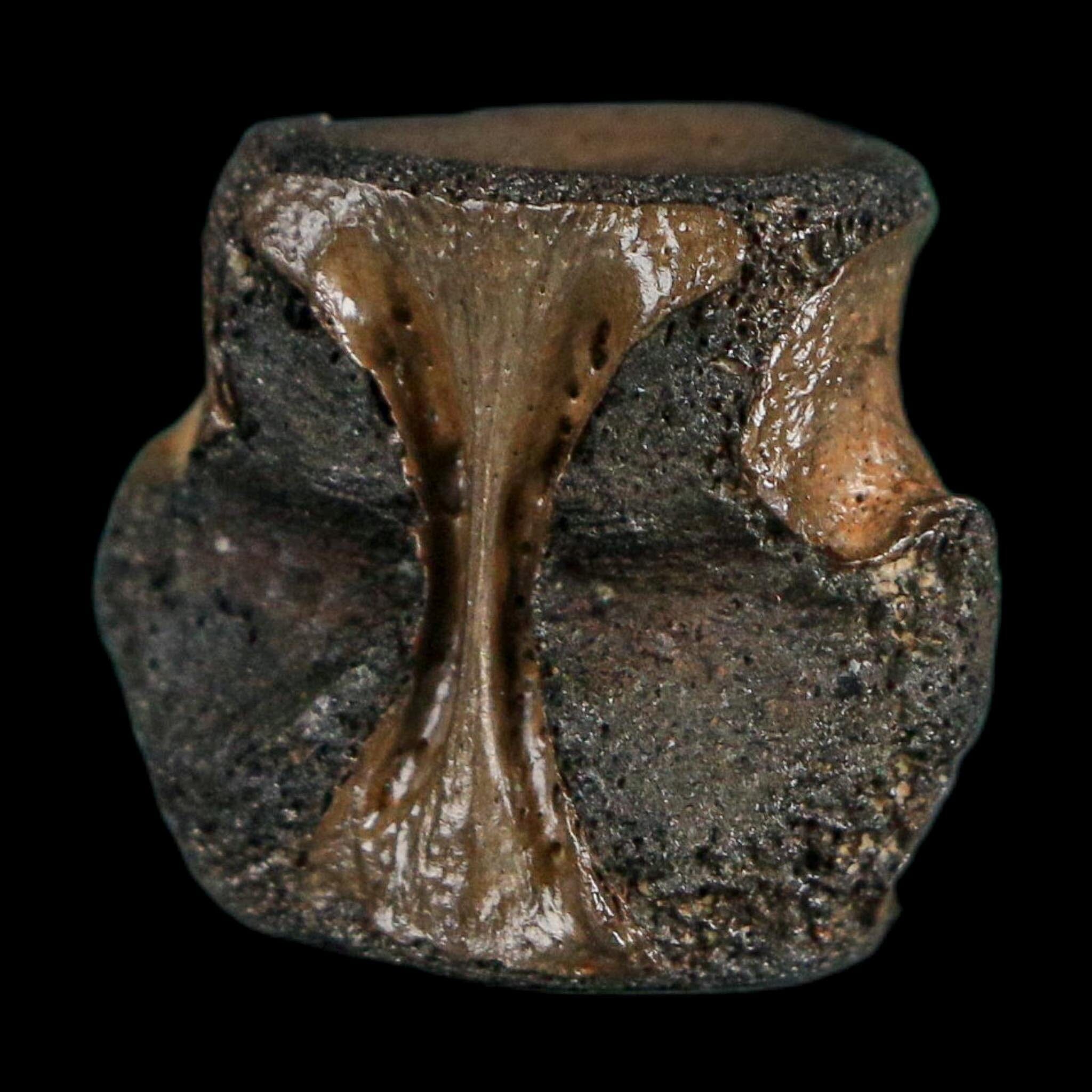 0.8" Champsosaurus Gigas Reptile Fossil Vertebrae Cretaceous Hell Creek FM MT COA
