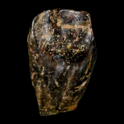 XL 0.8" Triceratops Fossil Tooth Hell Creek FM Cretaceous Dinosaur Montana COA Stand - Fossil Age Minerals
