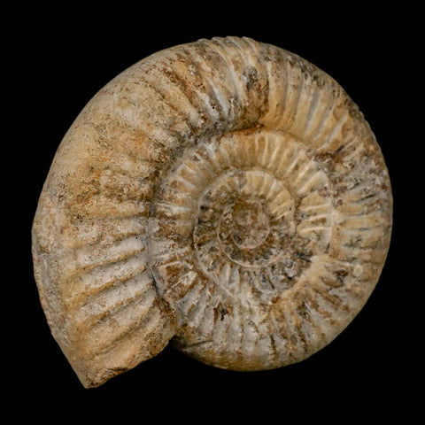 85MM Perisphinctes Ammonite Fossil Nautilus Madagascar Jurassic Age COA - Fossil Age Minerals