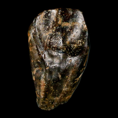 XL 0.8" Triceratops Fossil Tooth Hell Creek FM Cretaceous Dinosaur Montana COA Stand - Fossil Age Minerals