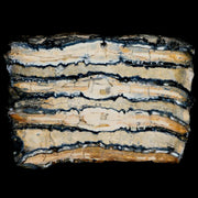 2.8" Mammoth Tooth Cross Section Pleistocene Age Hawthorne Formation