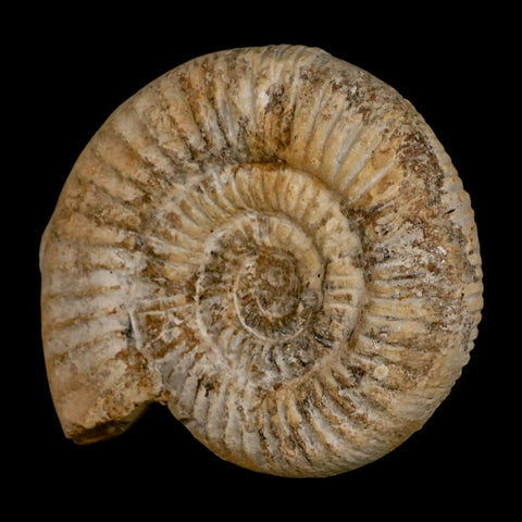 85MM Perisphinctes Ammonite Fossil Nautilus Madagascar Jurassic Age COA - Fossil Age Minerals