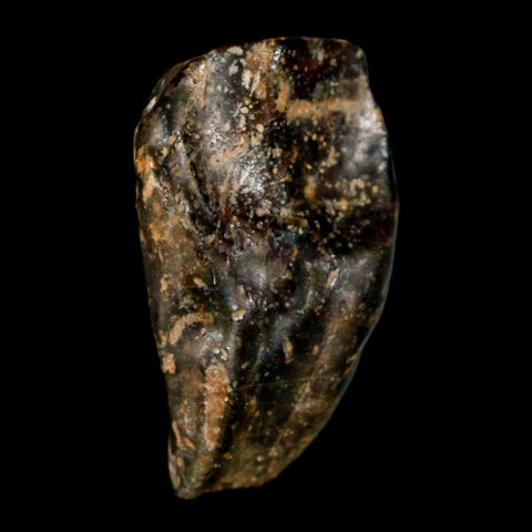 XL 0.8" Triceratops Fossil Tooth Hell Creek FM Cretaceous Dinosaur Montana COA Stand - Fossil Age Minerals