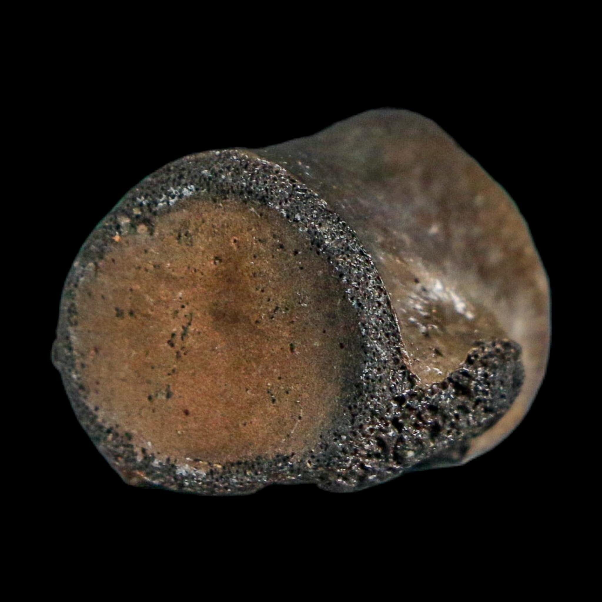 0.8" Champsosaurus Gigas Reptile Fossil Vertebrae Cretaceous Hell Creek FM MT COA