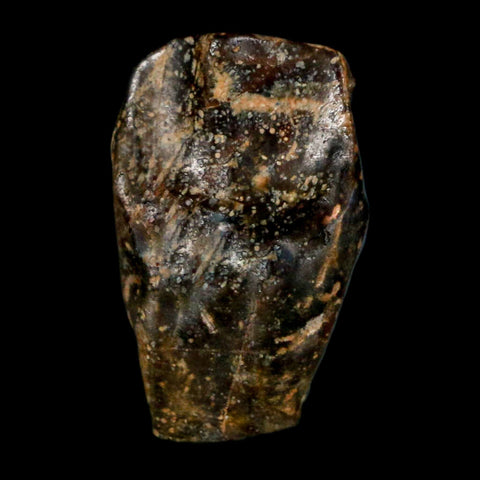 XL 0.8" Triceratops Fossil Tooth Hell Creek FM Cretaceous Dinosaur Montana COA Stand - Fossil Age Minerals