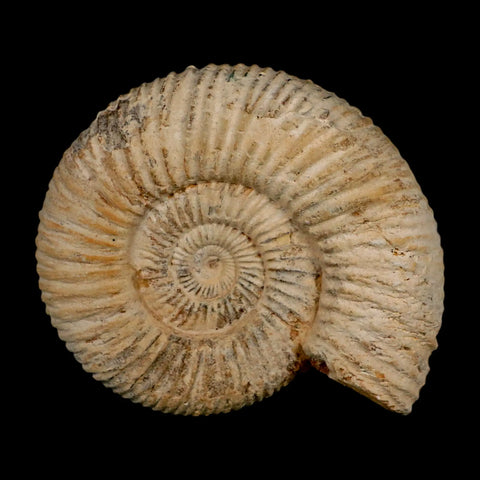 85MM Perisphinctes Ammonite Fossil Nautilus Madagascar Jurassic Age COA - Fossil Age Minerals
