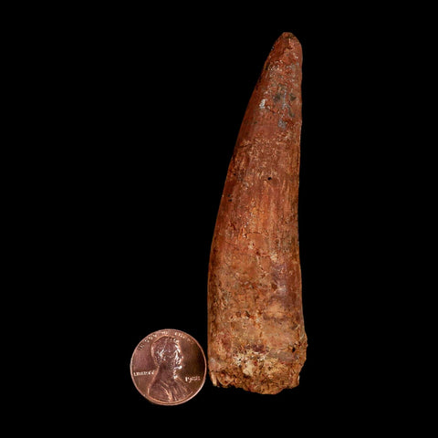 XL 3.5" Spinosaurus Fossil Tooth 100 Million Years Old Cretaceous Dinosaur COA