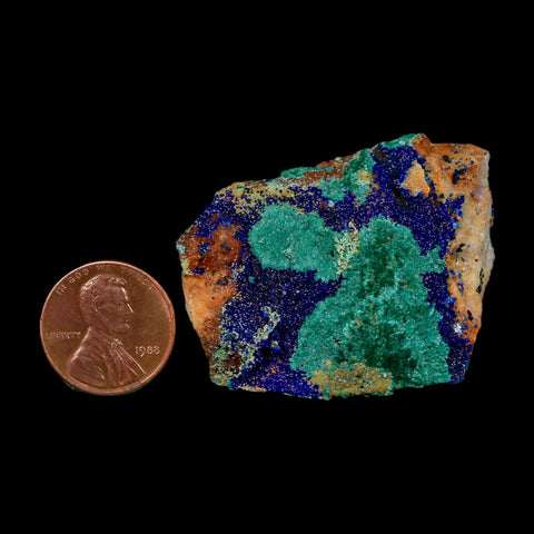 1.7" Azurite Crystals & Malachite On Matrix Colorful Mineral Specimen Morocco - Fossil Age Minerals