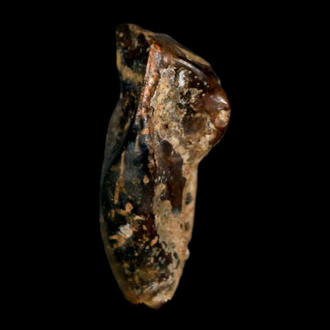 XL 0.8" Triceratops Fossil Tooth Hell Creek FM Cretaceous Dinosaur Montana COA Stand - Fossil Age Minerals