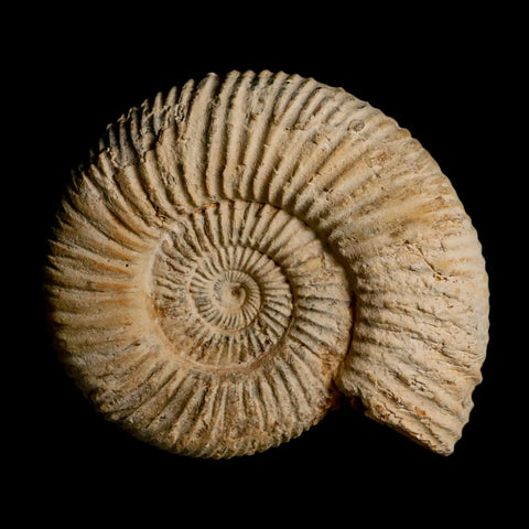 97MM Perisphinctes Ammonite Fossil Nautilus Madagascar Jurassic Age COA - Fossil Age Minerals